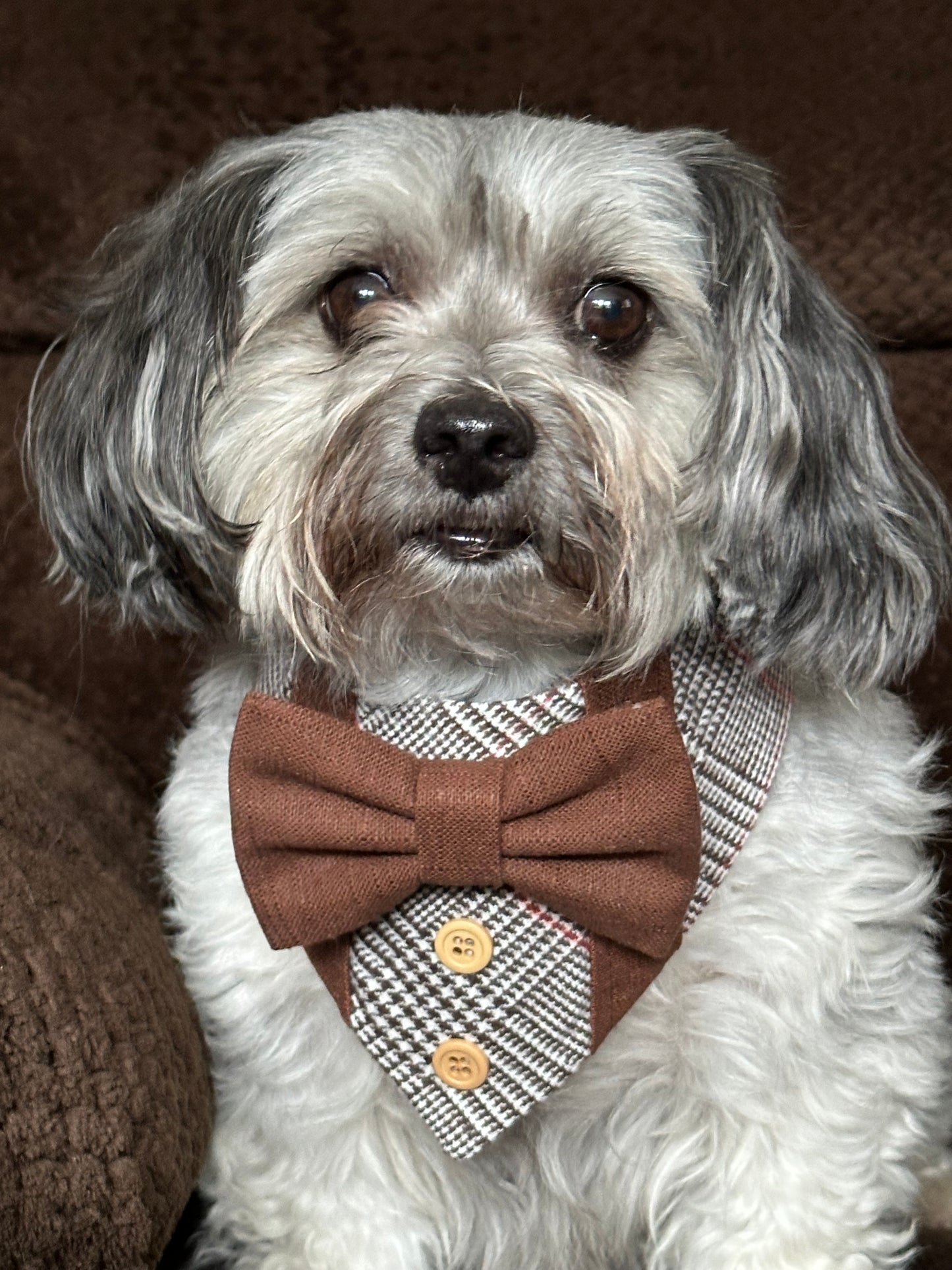 Fall Dog Tuxedo, Brown Plaid