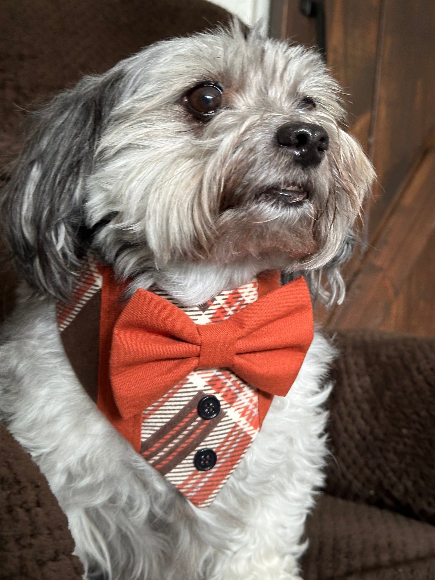 Fall Dog Tuxedo, Pumpkin Spice Plaid