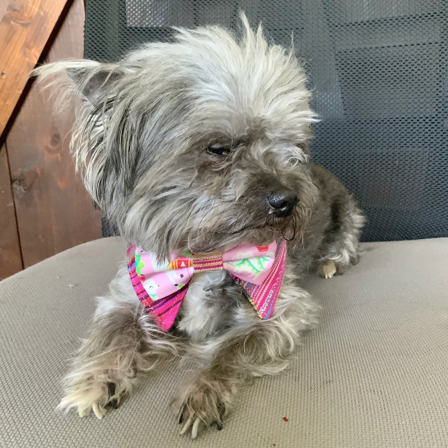 Cinco de Mayo Dog Collar Bandana, Fiesta Tuxedo