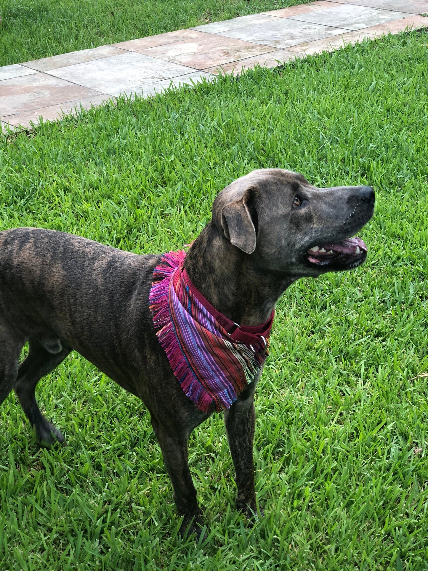 Mexican Cambaya Dog Bandana, Dog Accessories, Dog Clothe, Puppy Bow, Pet Scarf, ethnic , reversible, snaps on, tie on, summer bandana