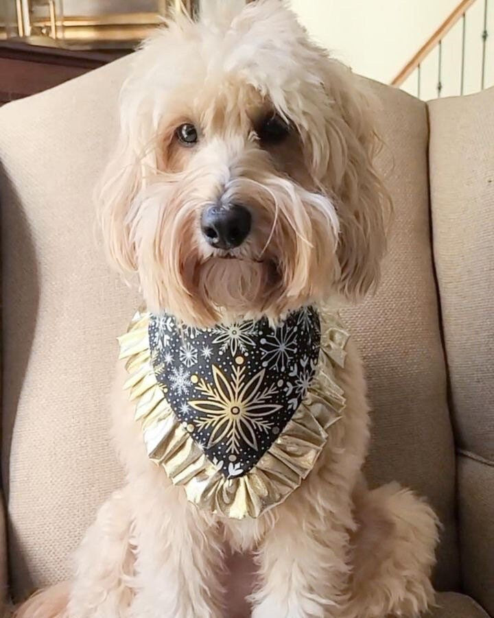 New Years Bandana, Gold stars with Ruffle