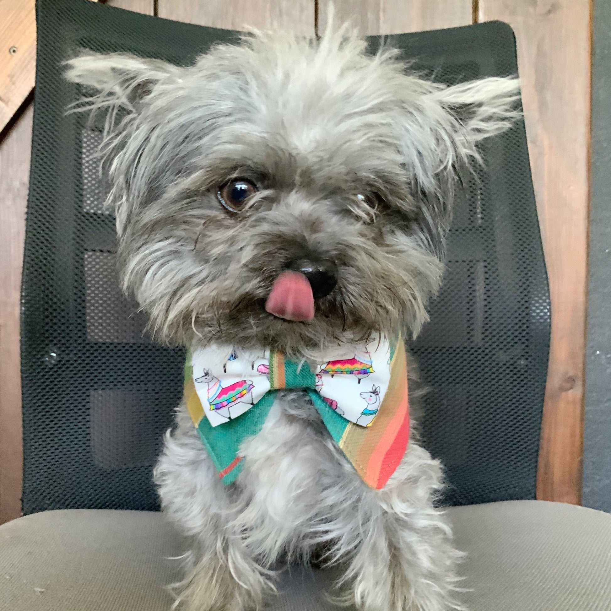 Cinco de Mayo Dog Collar Bandana, llamas Tuxedo
