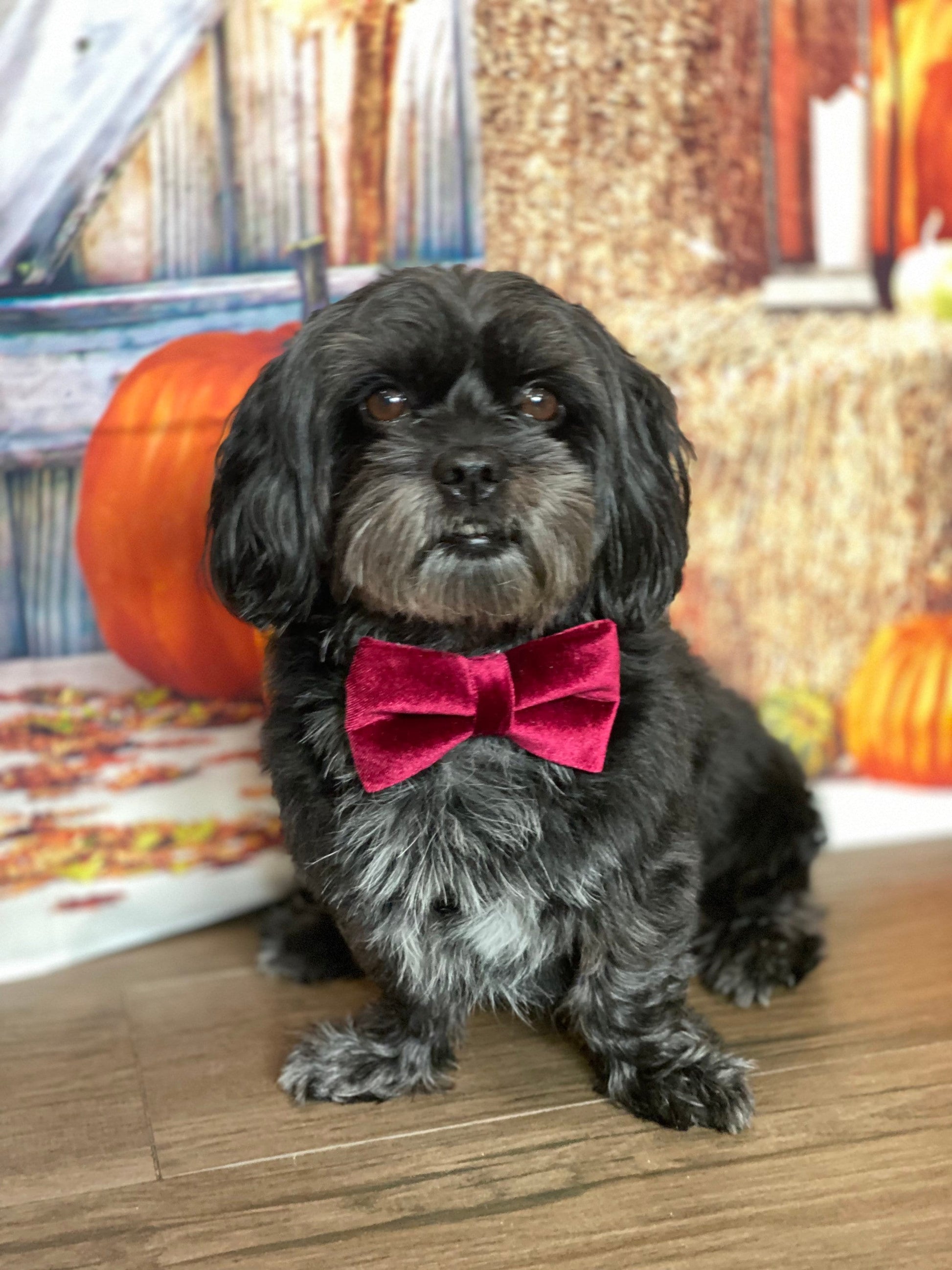 Velvet Fall Dog Bowtie, pet accessories, dog accessories, dog collar, pet bow tie, fancy bow, Autumn bow tie, season bow tie, Puppy bow tie