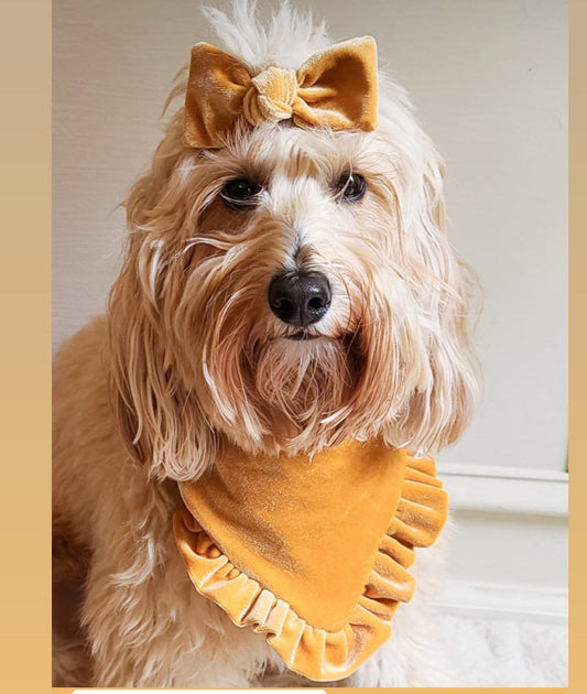 New! Gold Velvet with ruffles Dog bandana, Fancy bandana, Snap on Bandana, Matching hair-bow, Bow and Bandana, fall dog bandanas