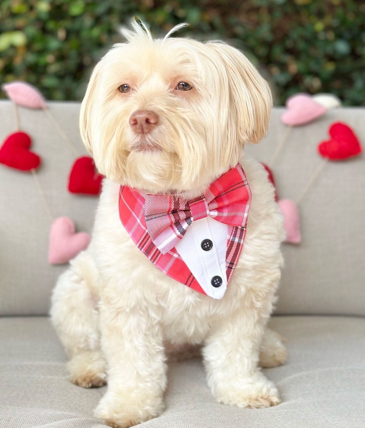 Red Suspender, Tuxedo dog bandana, Valentines Day bandana with bowtie, Dog bandana with Snaps, Pet scarf gift, dog scarf, Dog Bowtie,