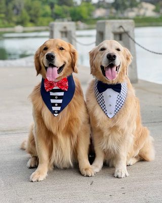 Nautical Dog Tuxedo, Blue and Red