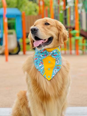 Back to school Dog Tuxedo