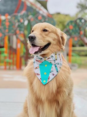 Back to school Dog Tuxedo