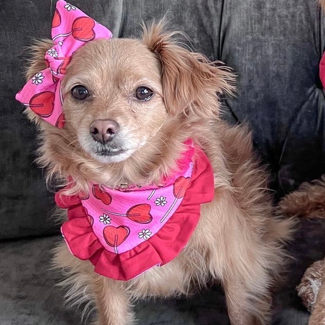 Lollypop Hearts Valentines Dog bandana with ruffles