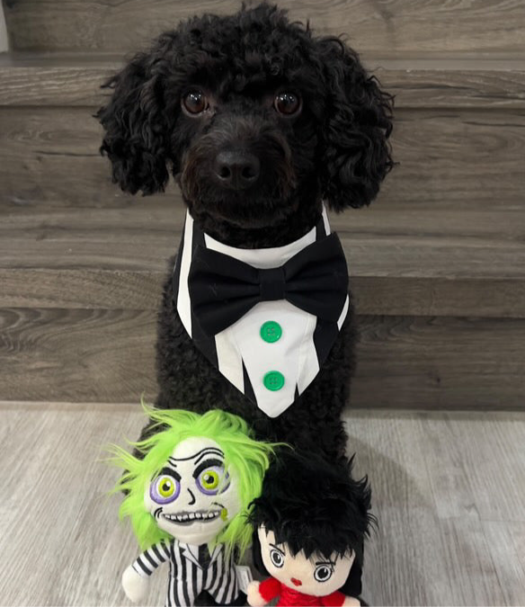 Beetle Juice Dog Tuxedo, Black and White Halloween Dog Bandana