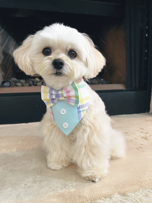 Spring Dog Tuxedo Bandana, Plaid with blue