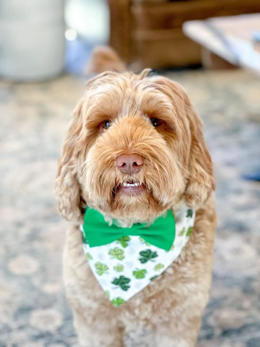 St. Patricks Dog BowTie, Patty Day