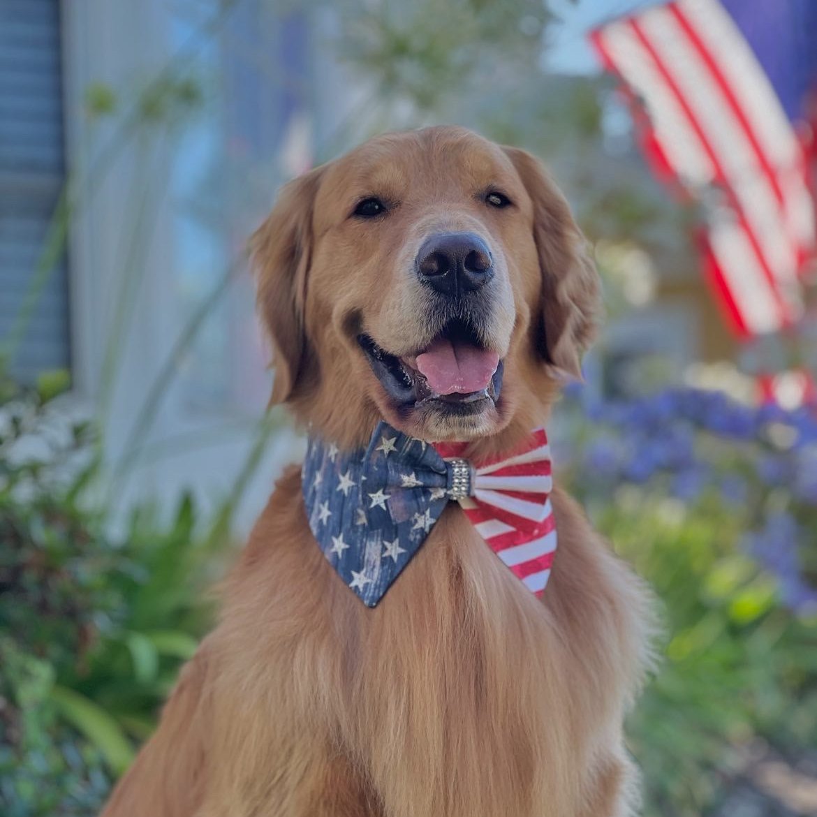 Dog Collar Tuxedo Bandana, Patriot 4th of July