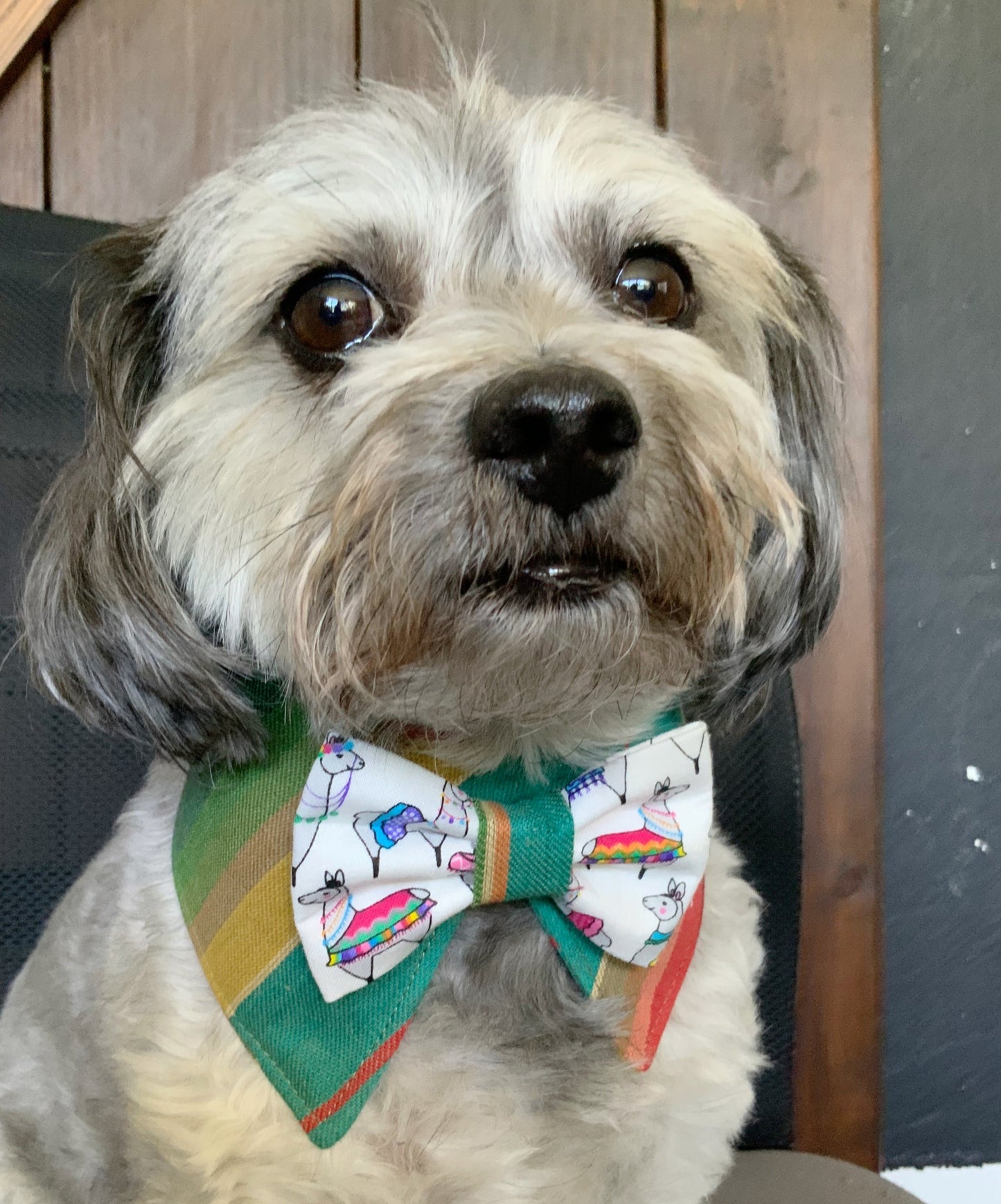 Cinco de Mayo Dog Collar Bandana, llamas Tuxedo