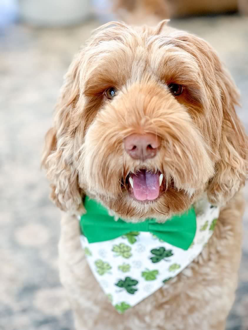 St. Patrick's Dog BowTie clover, Patty day