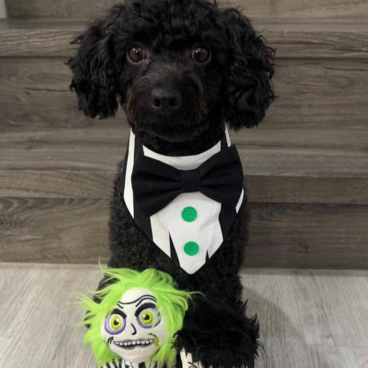 Beetle Juice Dog Tuxedo, Black and White Halloween Dog Bandana