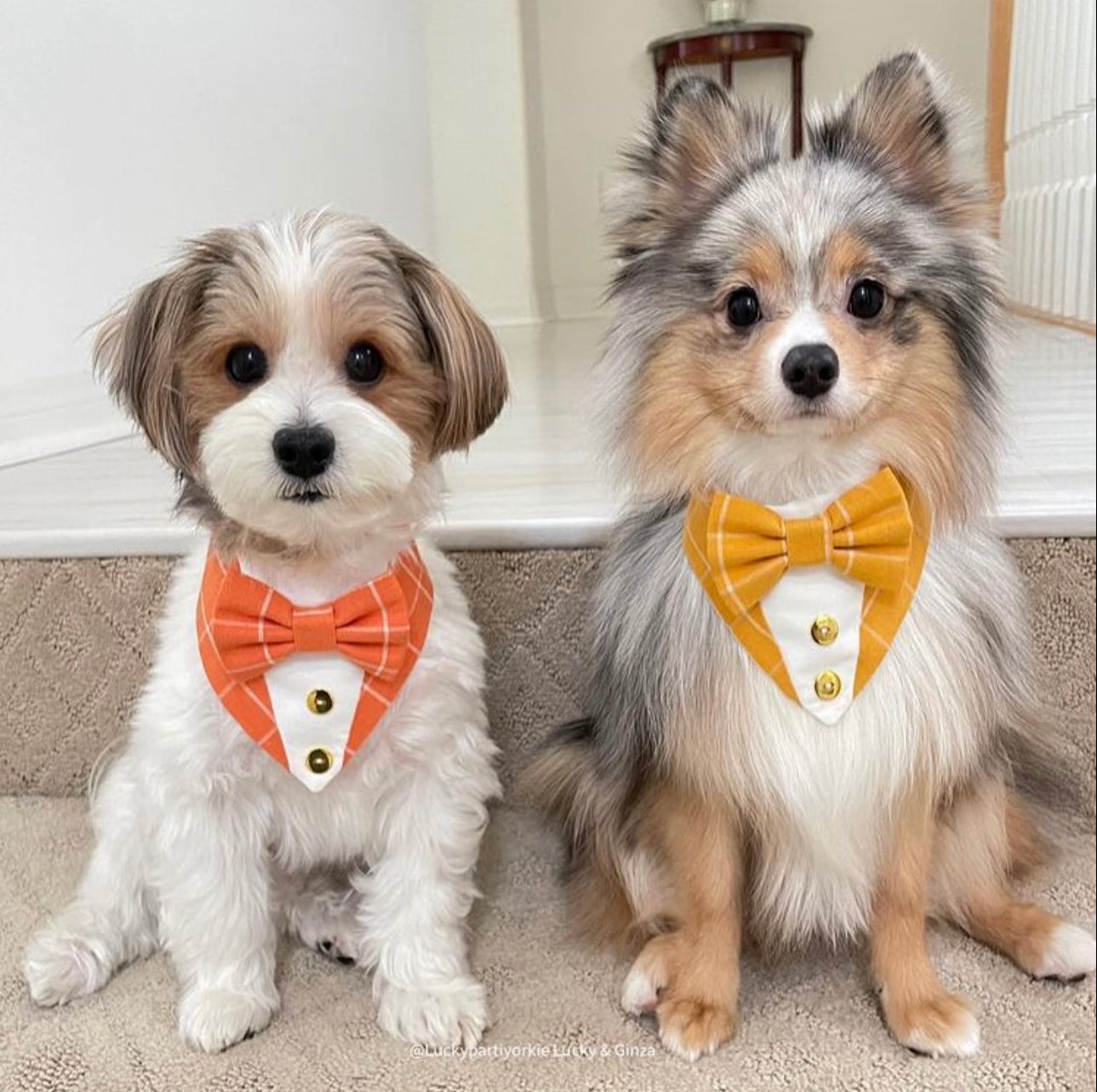 Football Dog Tuxedo