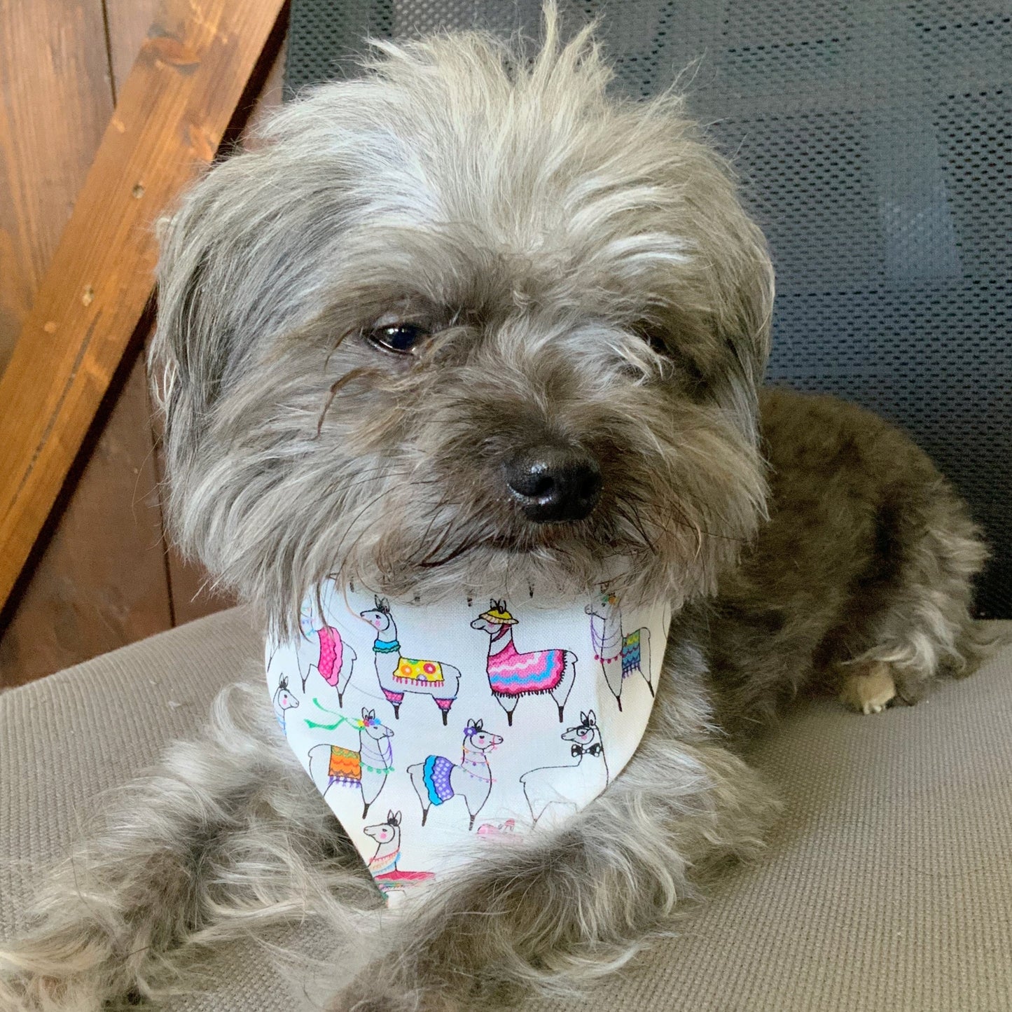 LLama Cinco de Mayo Dog Bandana, Dog accessories