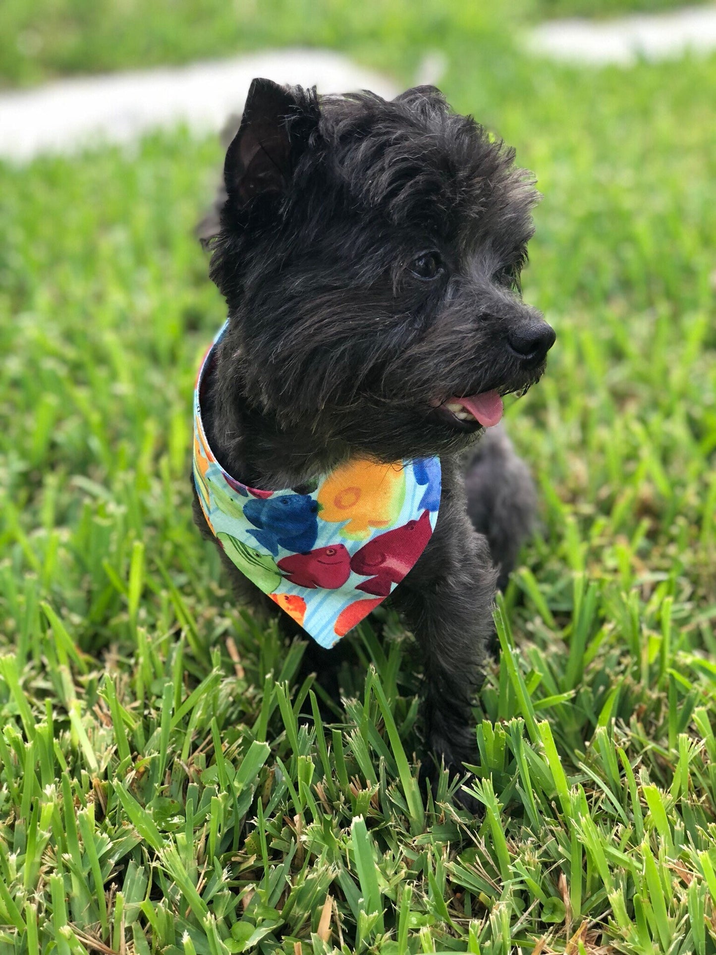Under the Sea Dog Bandana, Reversible Aquarium Fish Print
