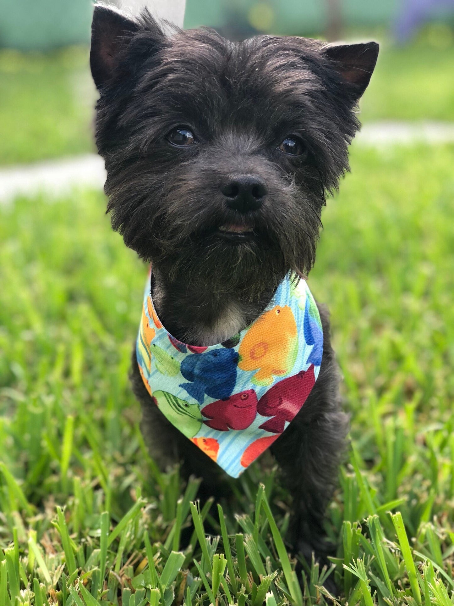 Under the Sea Dog Bandana, Reversible Aquarium Fish Print