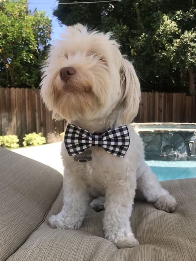 Red and black checker Bow tie