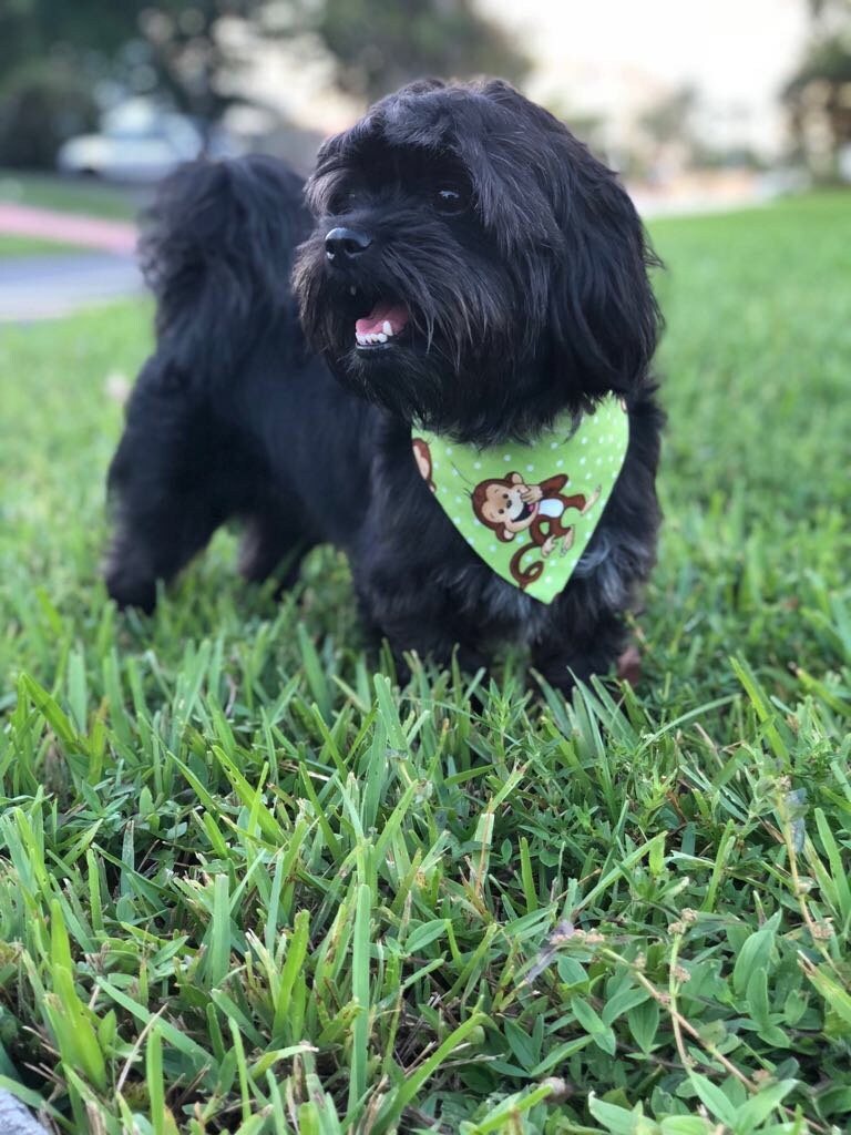 Laughing Monkeys Dog Bandana