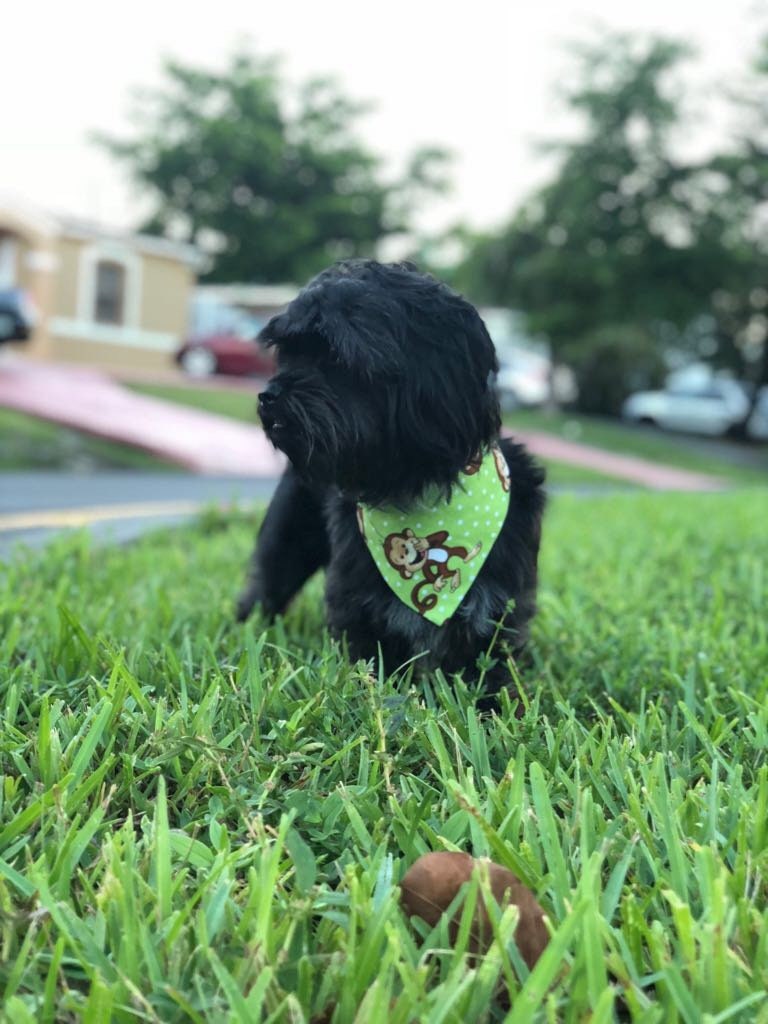 Laughing Monkeys Dog Bandana