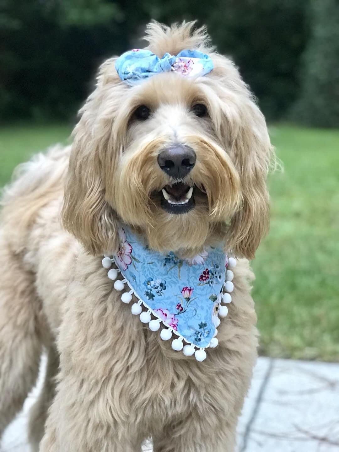 New! Daisy Flower Teal Dog Bandana, Pet Scarf, snaps on, tie on, Season bandana, Tassel bandana, pom pom bandana, pet bandana