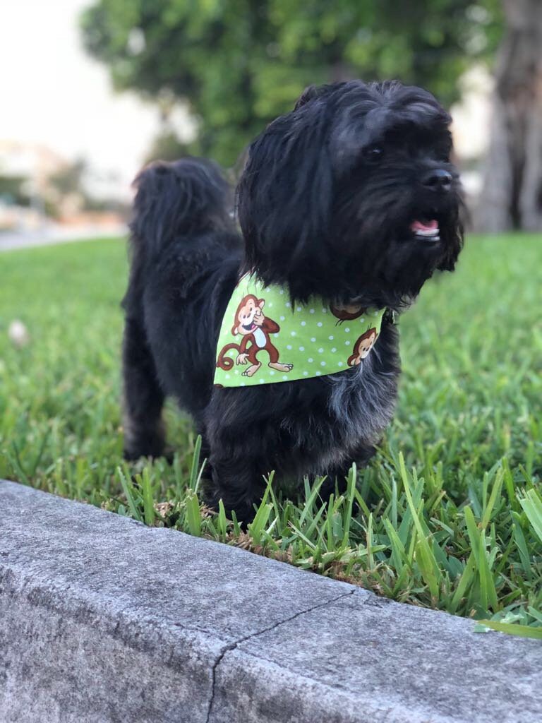 Laughing Monkeys Dog Bandana