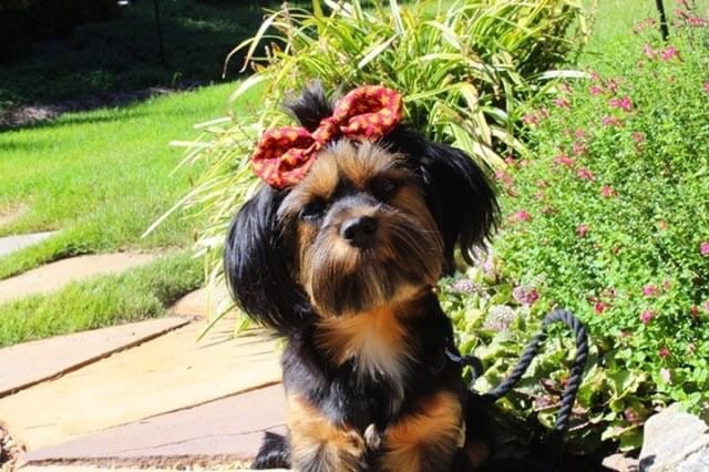 Velvet Dog hair bow