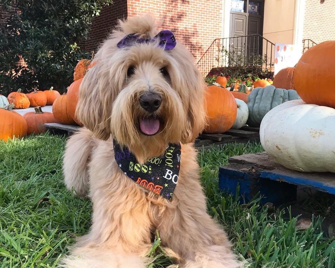 Velvet Dog hair bow