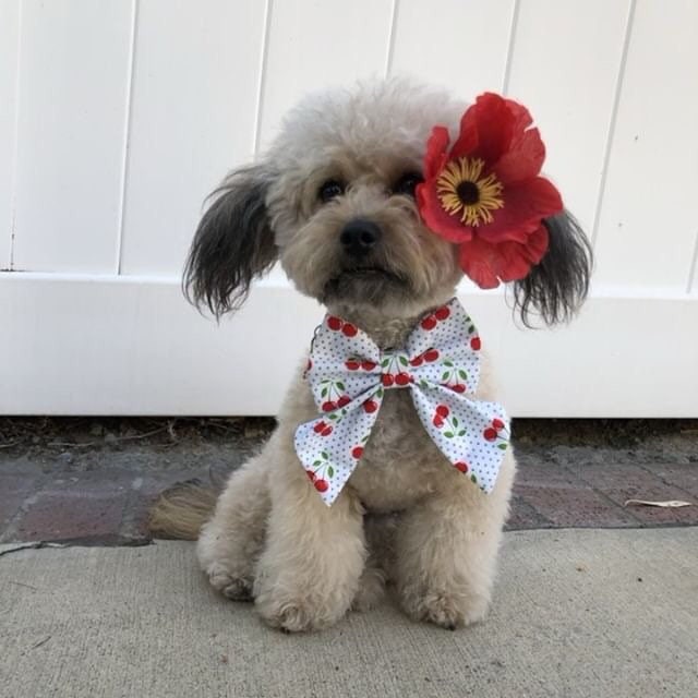 Easter pastel poka dot Dog Bowtie, Easter Dog Accessories, Dog Bowtie, Puppy Bow, Pet bowtie, bowties, love dog bowtie, pastel bow tie