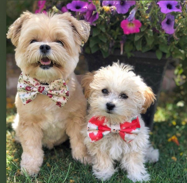 Easter pastel poka dot Dog Bowtie, Easter Dog Accessories, Dog Bowtie, Puppy Bow, Pet bowtie, bowties, love dog bowtie, pastel bow tie