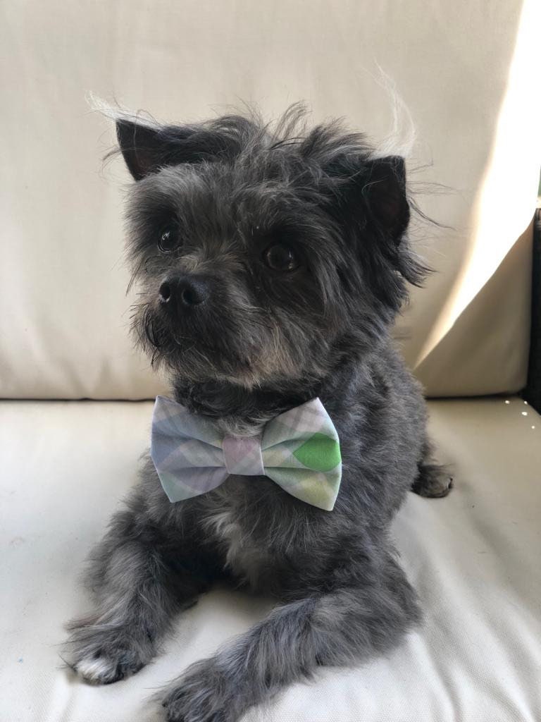 4th of July dog bowtie red truck & stars