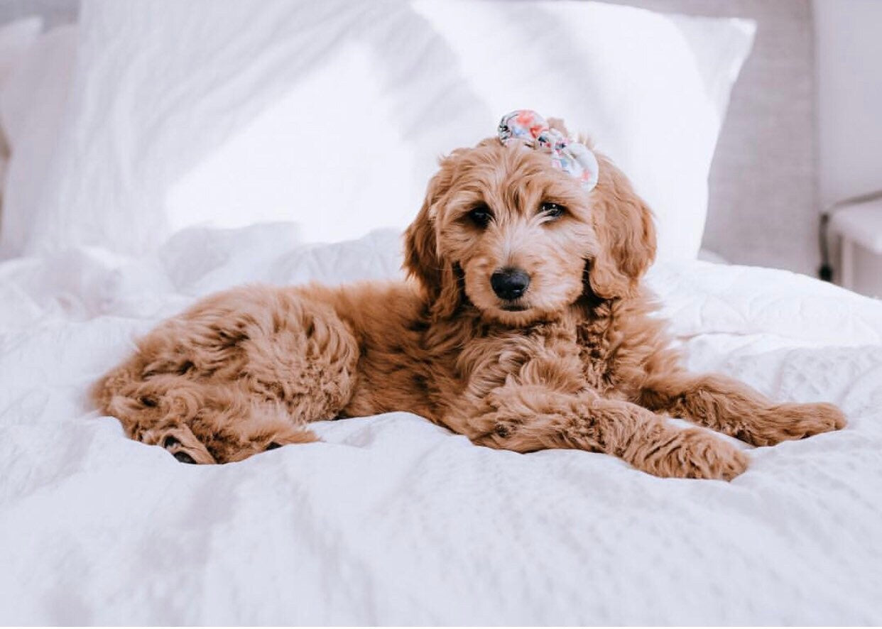 Dog hair bow clip