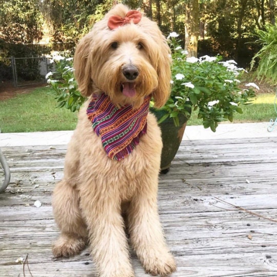 Mexican Cambaya Dog Bandana, Pet Scarf, snaps on, tie on, Season bandana, Fall bandana, fringe bandana, pet bandana
