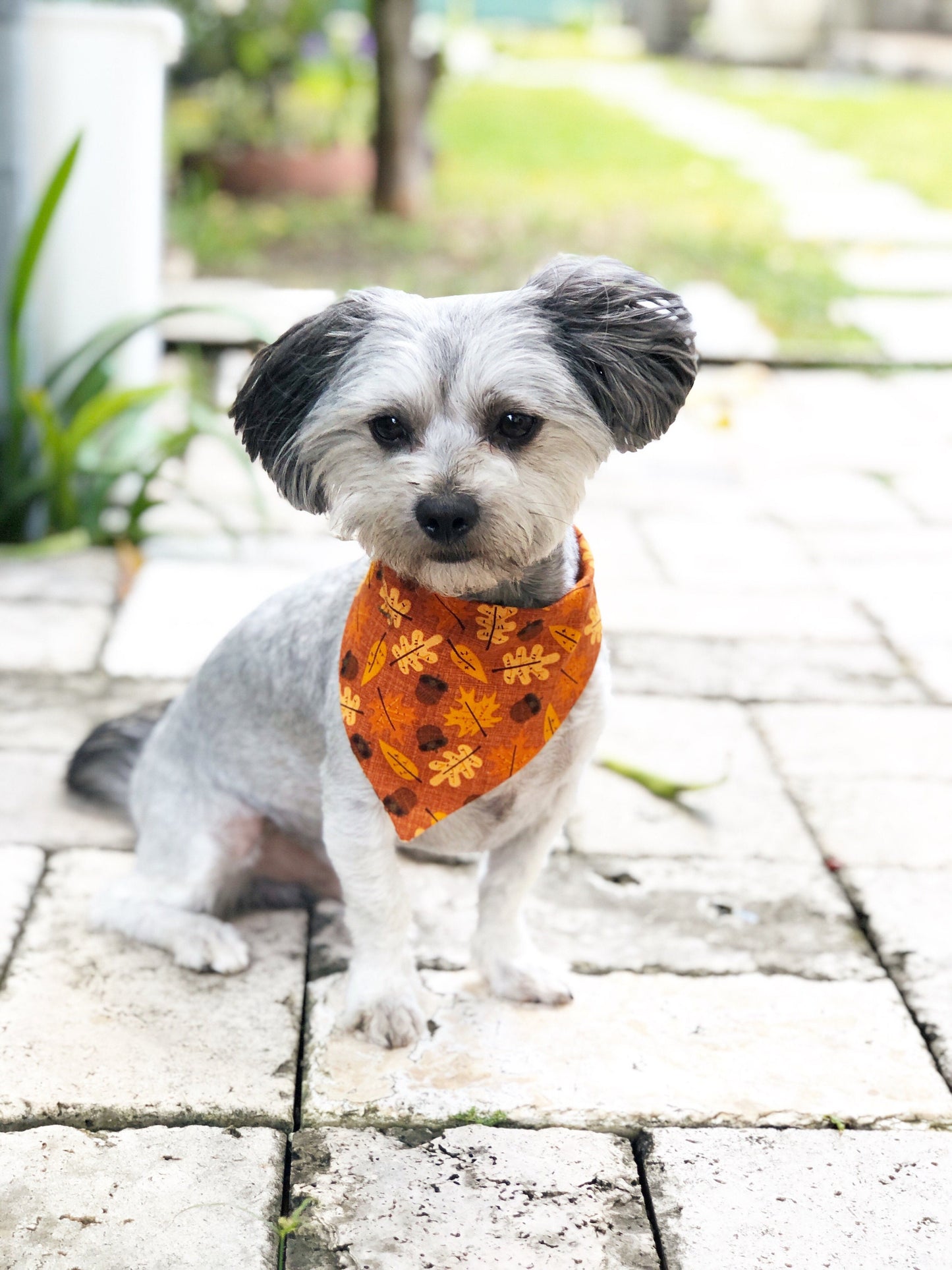 Christmas Dog Bandana, Black and White Check, Pet Scarf, snaps on bandana, tie on, reversible bandana, pompom bandana, pet bandana