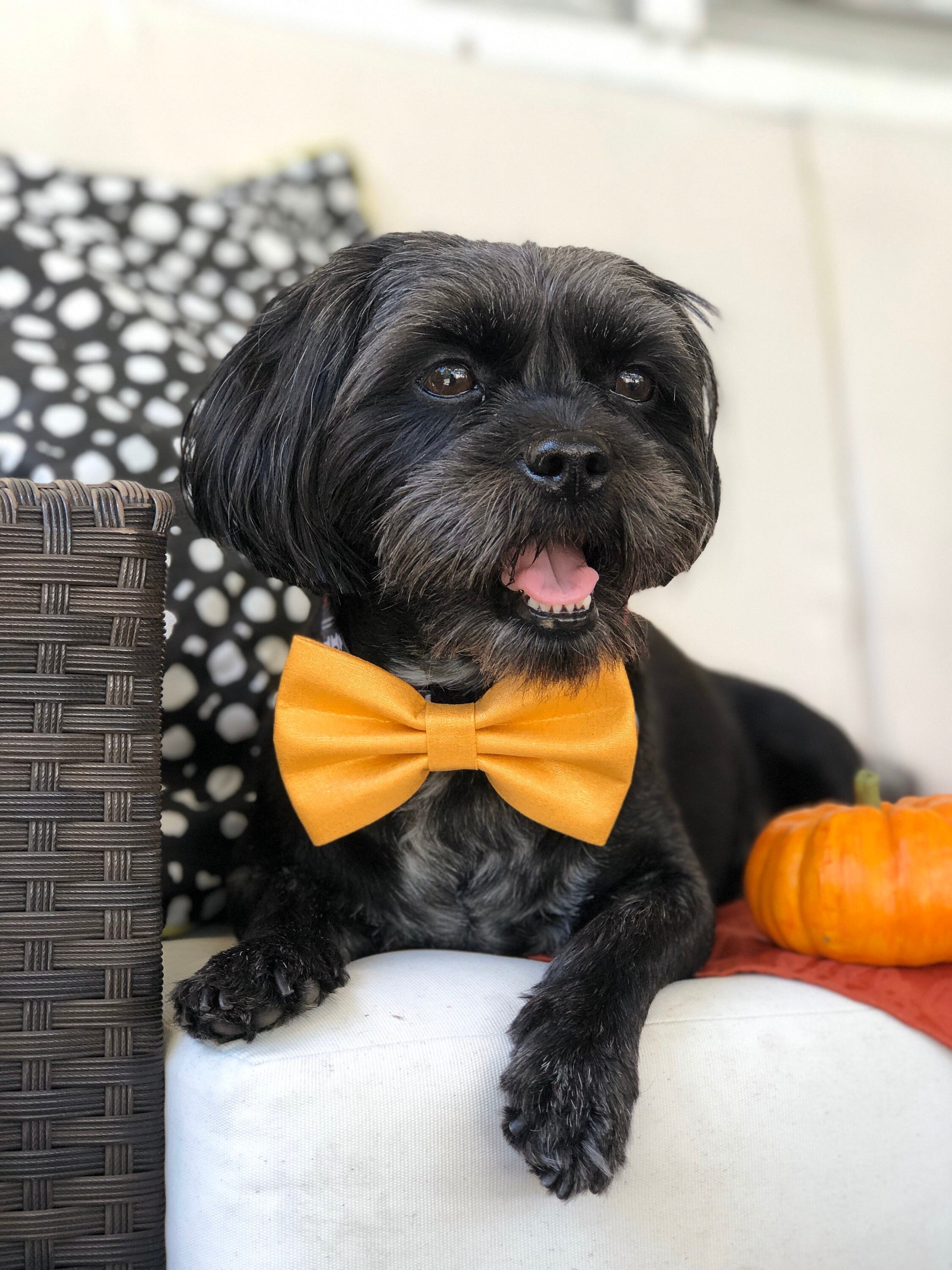 Mustard Shimmer dog bowtie, bow tie, pet accessories, bow ties, dog accessories, dog collar, pet bowtie