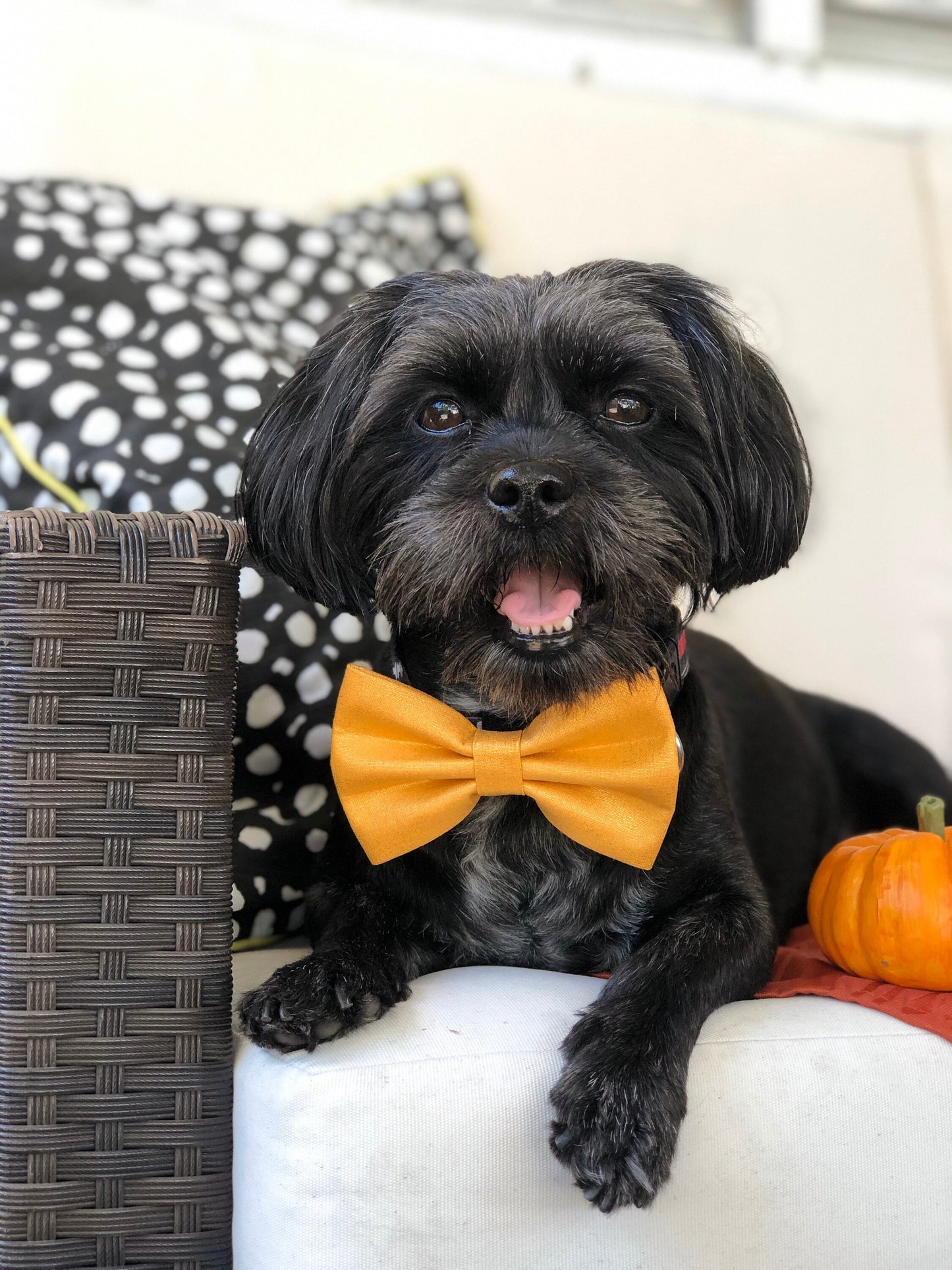 Mustard Shimmer dog bowtie, bow tie, pet accessories, bow ties, dog accessories, dog collar, pet bowtie