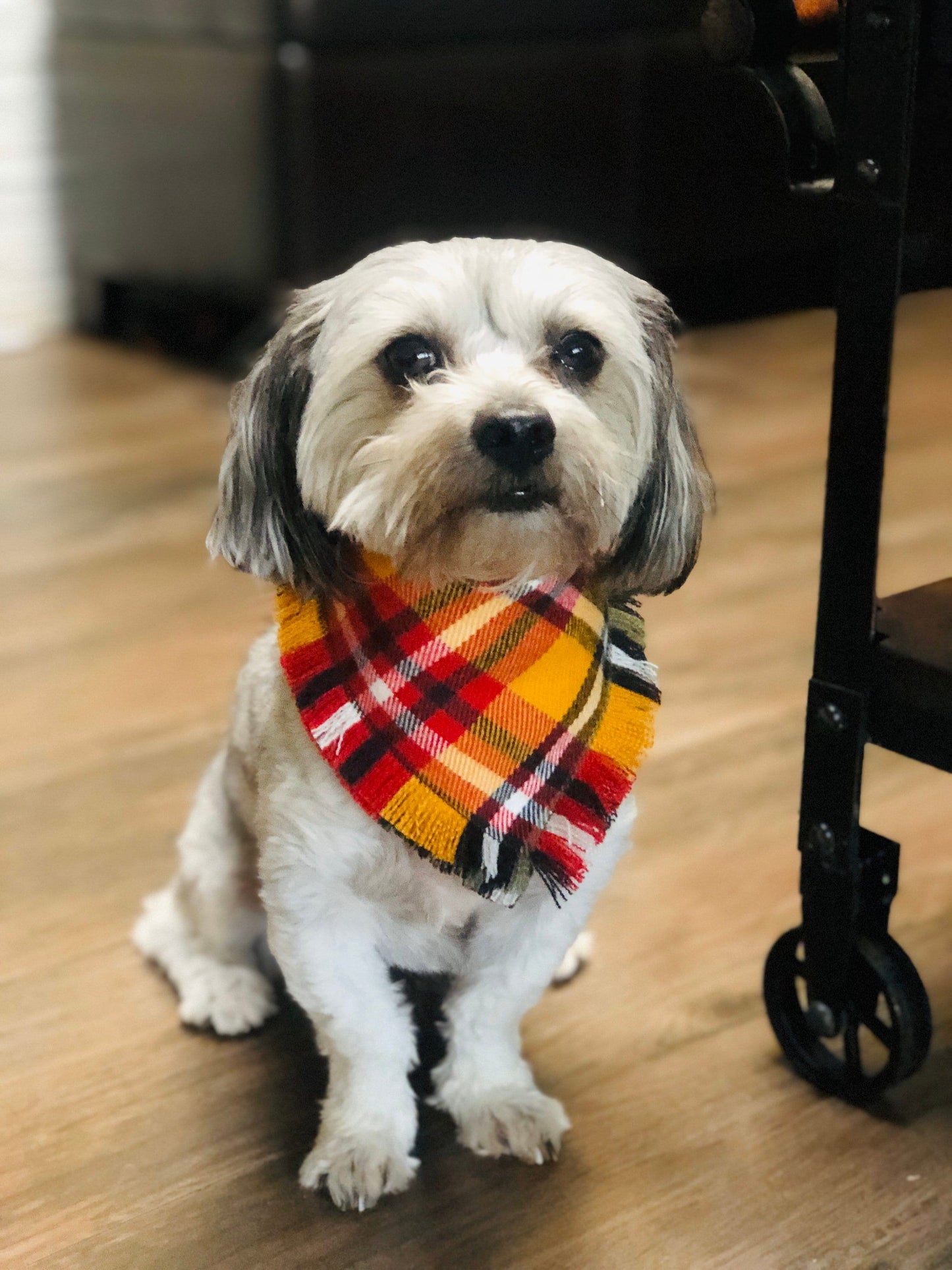 Frayed Plaid Dog Bandana, Blue white Dog Accessories, Puppy Bow, Pet Scarf, reversible, snaps on bandana, winter bandana, flannel bandana