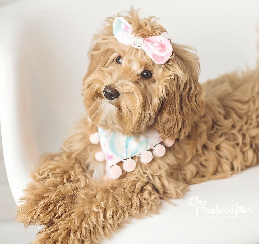 Peach White Floral Dog Bandana