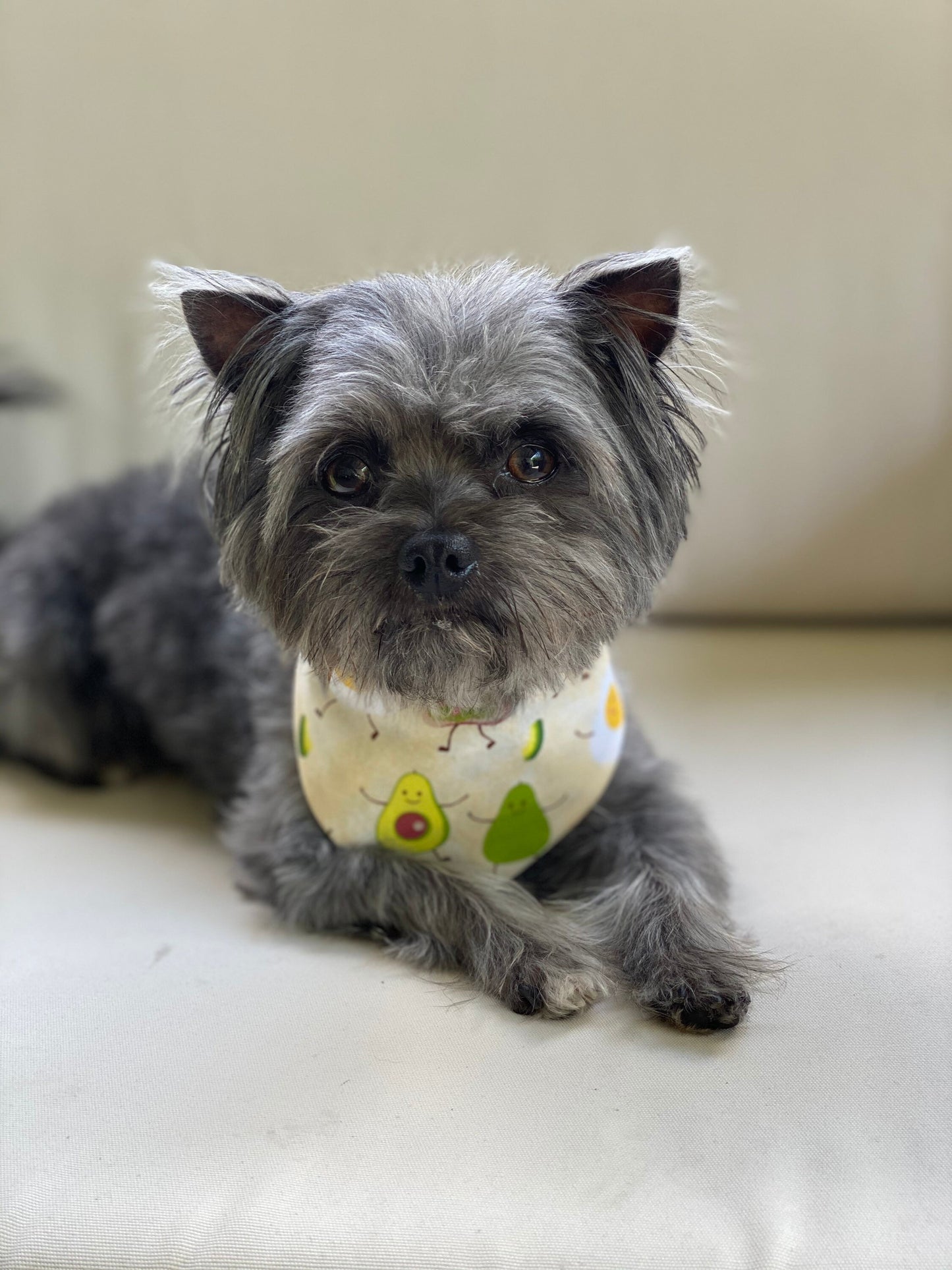 Avocado Toast Dog Bandana