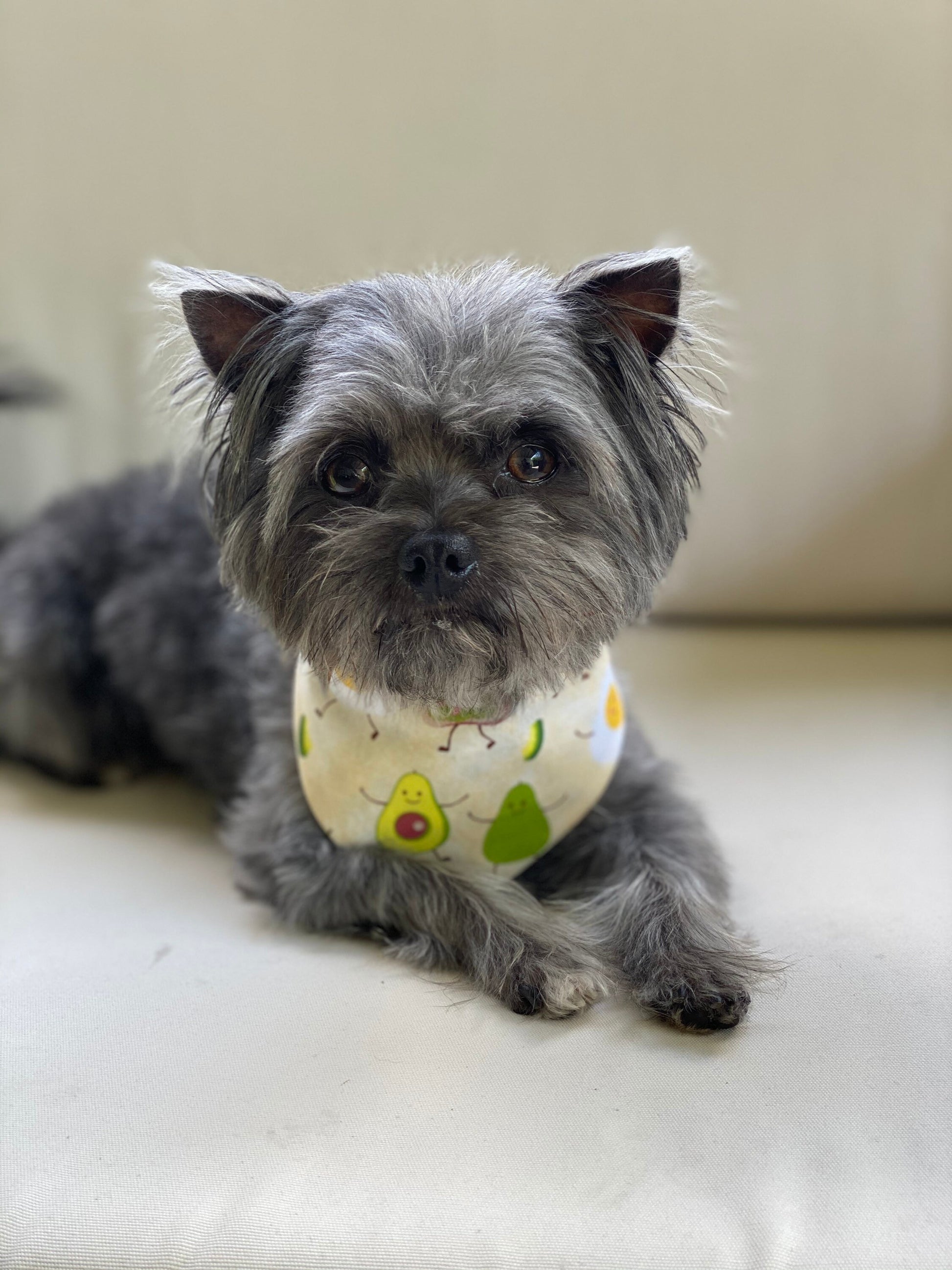 Avocado Toast Dog Bandana