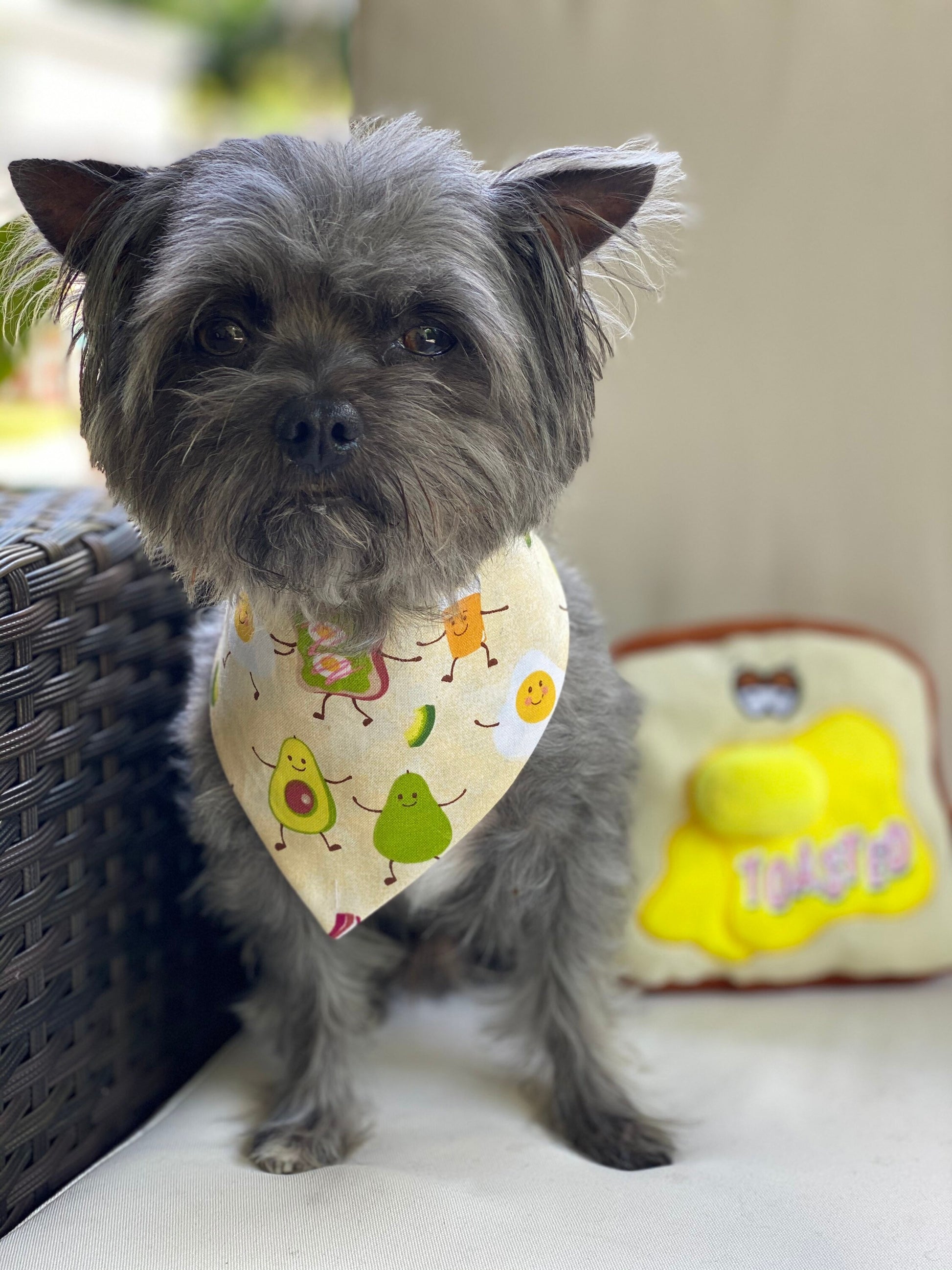 Avocado Toast Dog Bandana