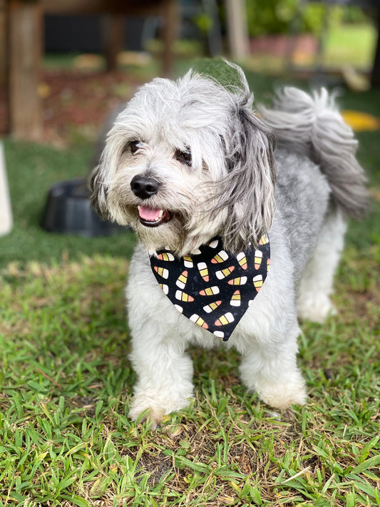 Halloween Dog Bandana, Candy Corn Spider Web, Snap-On Puppy Bandana