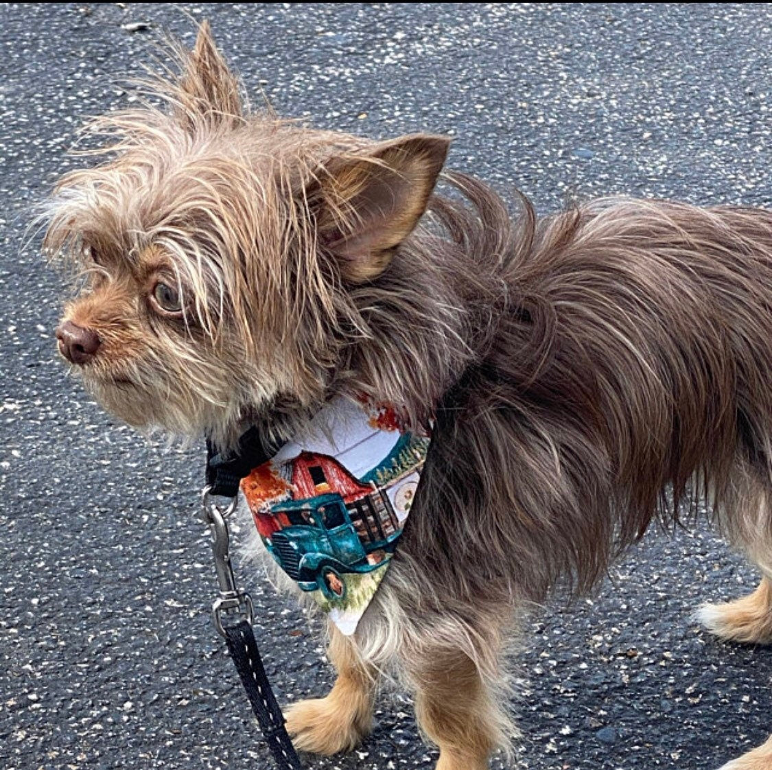 Autumn Truck Farm Dog Bandana, Snap-On Pet Bandana