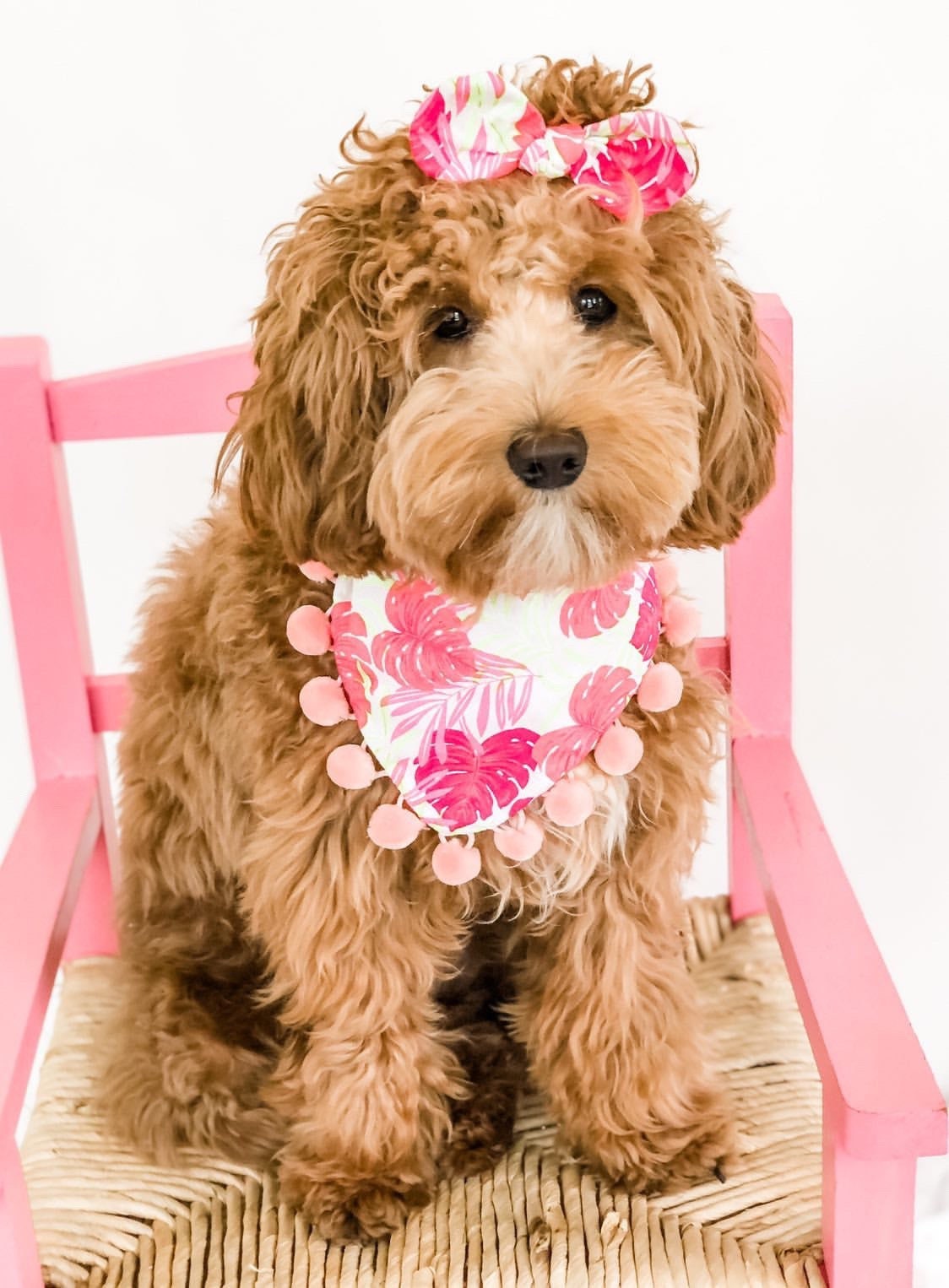 Honey Bee Dog Bandana, Floral Ruffle, Matching Hair Bow