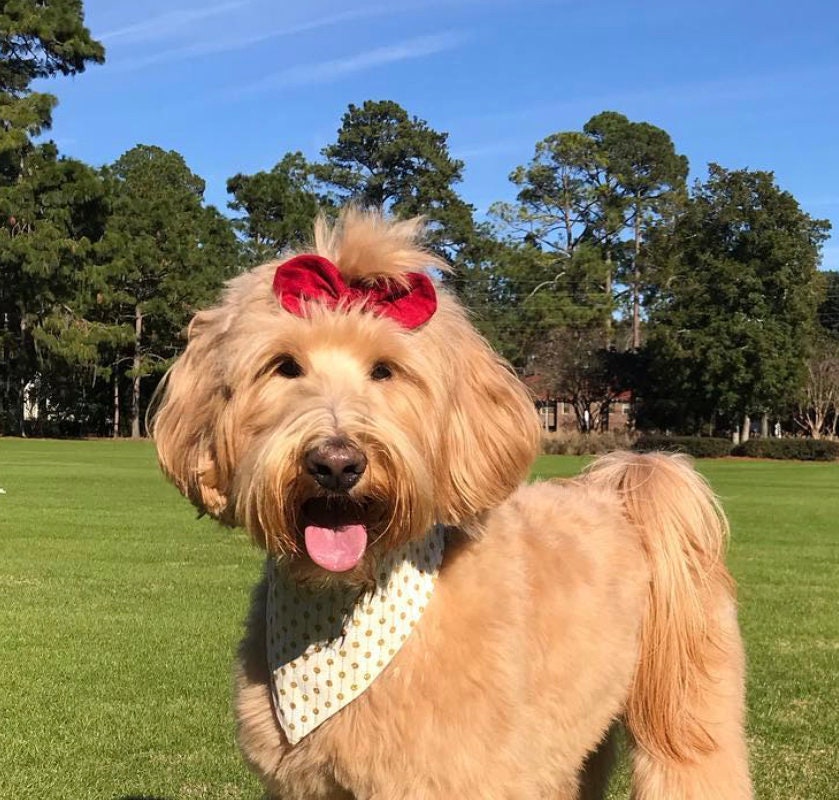 Red Truck Valentine's Day Dog Bandana, Snap-On Puppy Accessory