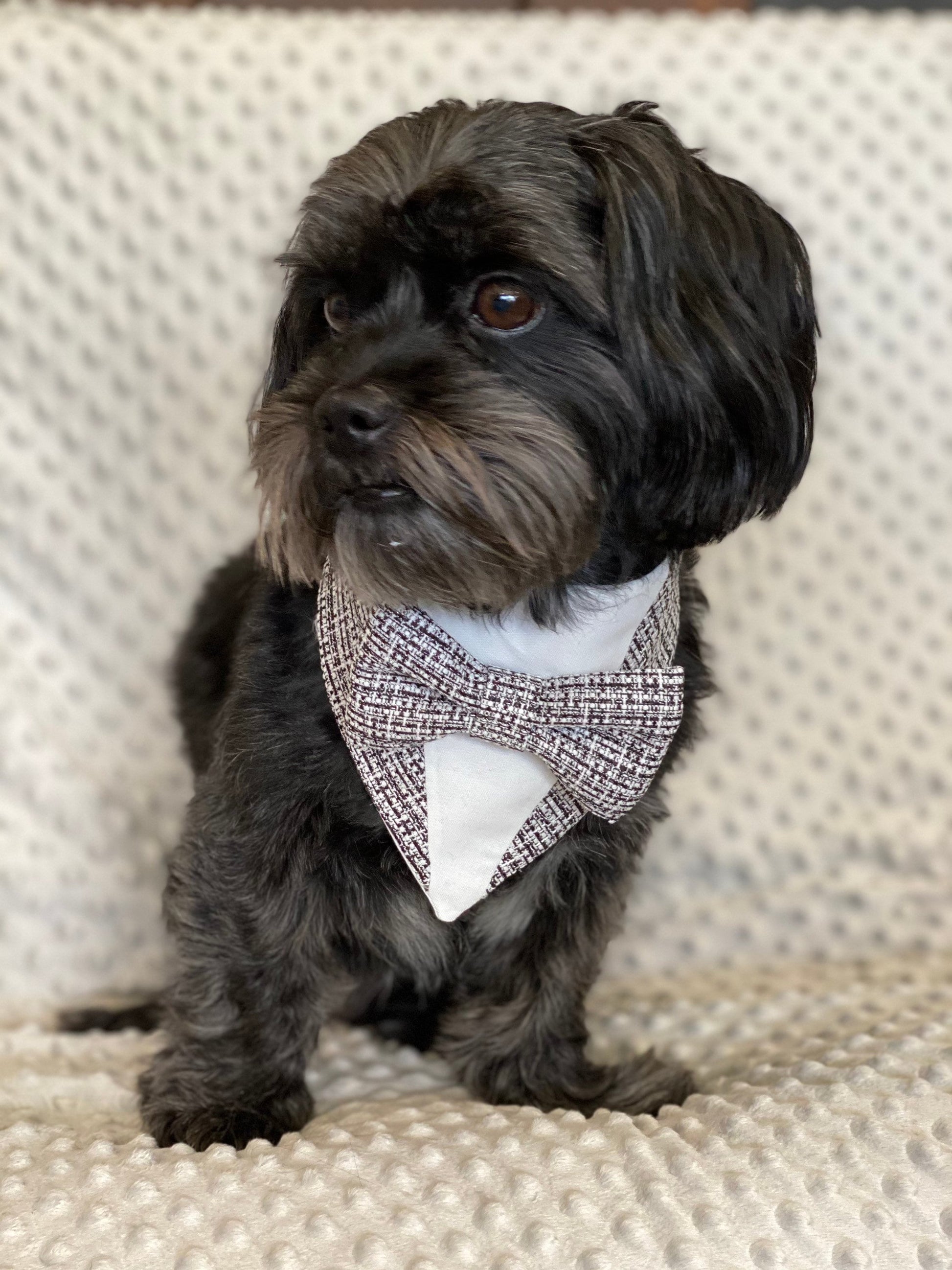 Bee Honeycomb Tuxedo Dog Bandana with Bowtie, Snap-On
