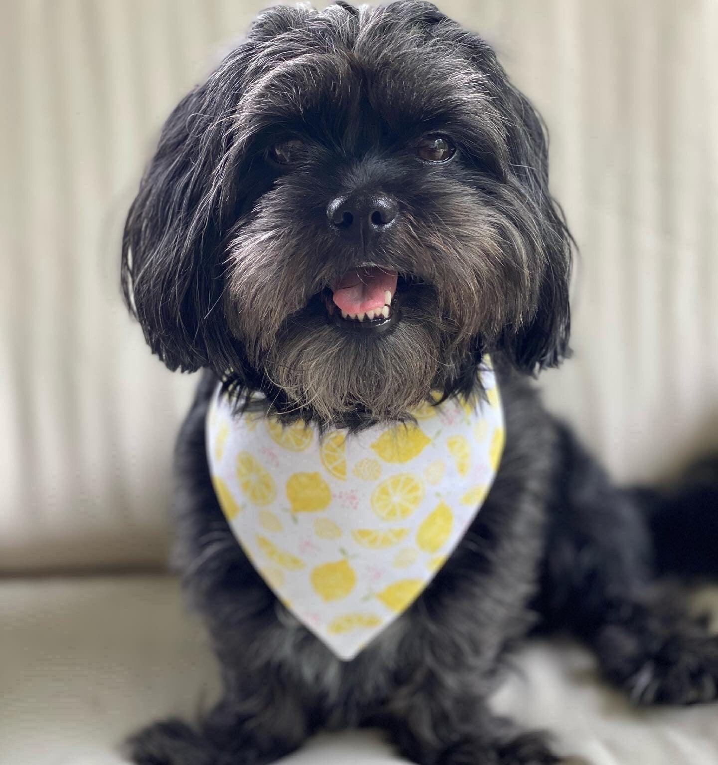 Lemon Dog Bandana, Reversible Snap-on Bow Set